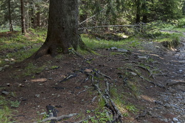 View of glade, grass and part of trunk a living organism in middle part at Rila mountain toward Maliovitza peak, Bulgaria  
