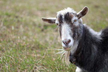 Goat close up grazing in a meadow