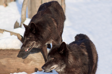 Naklejka premium Two black canadian wolf are watching their prey.