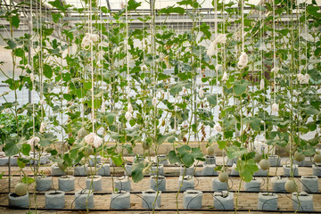 Cantaloupe melons growing in a greenhouse supported by string melon nets