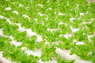 Obraz na płótnie Canvas Organic hydroponic vegetable farm