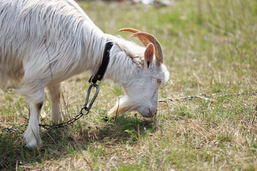 Goat close up grazing in a meadow