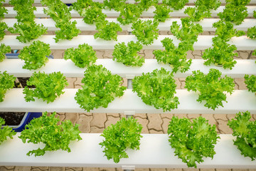 Organic hydroponic vegetable farm