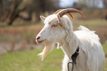 Goat close up grazing in a meadow