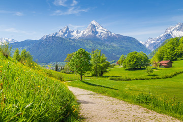Hiking trail in the Alps with blooming meadows in springtime