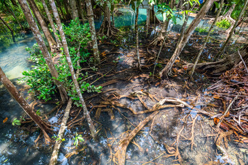 Fototapeta na wymiar Tha Pom Klong Song Nam beautiful and famous tourist destination in Krabi, Thailand.The peat swamp forest of the canal of Tha Pom.the roots of Lumphi palm are virtually visible, Ao Luek, Krabi,Thailand