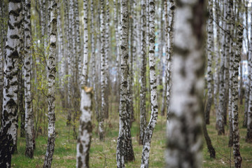 Beautiful natural panoramic landscape - summer birch grove in the evening diffused sunlight. Yellow birch forest, late autumn. Trunks of birch trees black and white