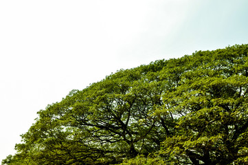 big tree with fresh green leaves grass field at sunset sky with could landscape background.