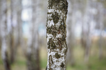 Obraz premium Beautiful natural panoramic landscape - summer birch grove in the evening diffused sunlight. Yellow birch forest, late autumn. Trunks of birch trees black and white