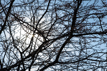 Bare Tree Silhouette with Afternoon Sun