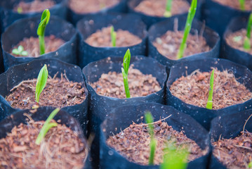 planting green coconut growth  In a black bag .