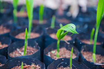 planting green coconut growth  In a black bag .