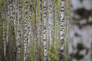 Beautiful natural panoramic landscape - summer birch grove in the evening diffused sunlight. Yellow birch forest, late autumn. Trunks of birch trees black and white