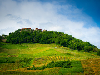 grapevine landscape with village in France