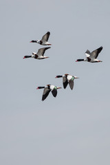 Shelduck, Common Shelduck, Tadorna tadorna