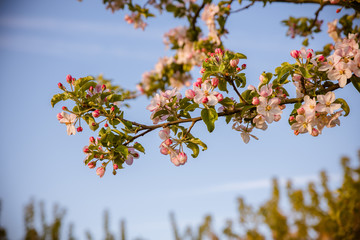 Apfelblüte