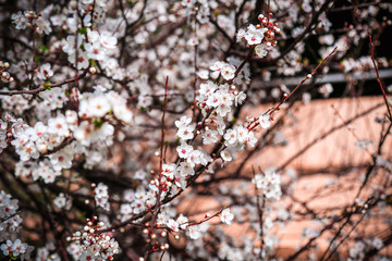 Blooming cherry tree. Selective focus. Color toning.