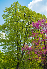 Fototapeta premium Spring in the park
