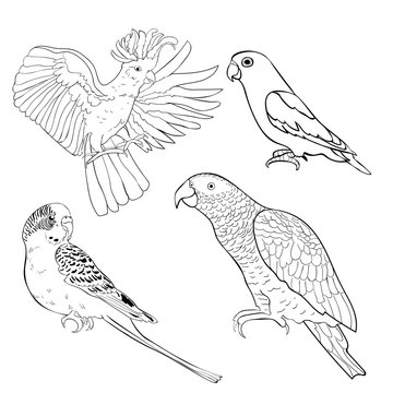 coloring Jaco, Lovebird, wavy parrot kakadu set.  illustration