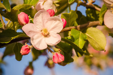 Apfelblüte