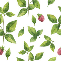 Fototapety  Hand drawn watercolor seamless pattern of Raspberry leaf.