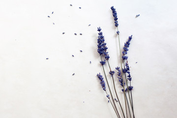 lavender herb white