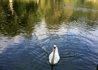 Swan lake