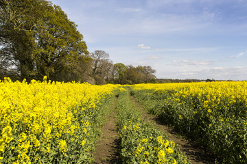 Wirral Rapeseed Field