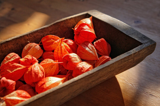 Still Life of Fizalis Fruits