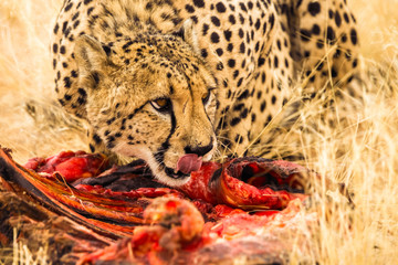 Cheetah feeding with raw meat in Solitaire. Namibia, Africa.