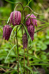 Snakes head fritillary - Fritillaria meleagris