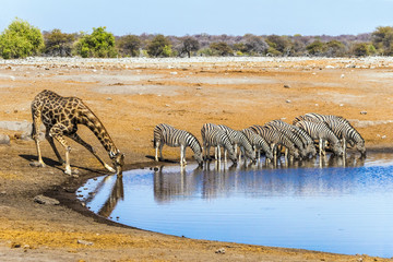 Naklejka na ściany i meble Giraffe and zebras drinking at Chudop waterhole in Etosha national park, Namibia/