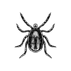 Hand drawn sketch of mite. Top view. Vector illustration.