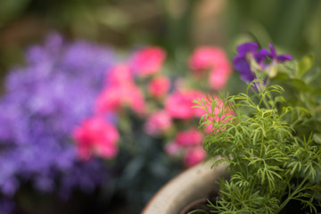 Let's have deal with dill! Bright background for your business words. Herb dill growing in a garden in a flower pot from clay.