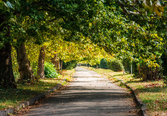 Fototapeta na wymiar path among the trees in the park