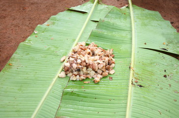 Cacao in Ghana 