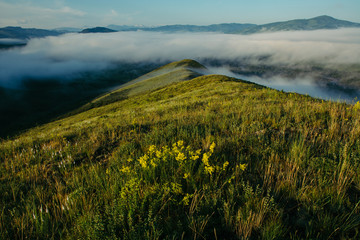 Incredibly beautiful landscape of fog on top of blooming hills. Walk among the fog.