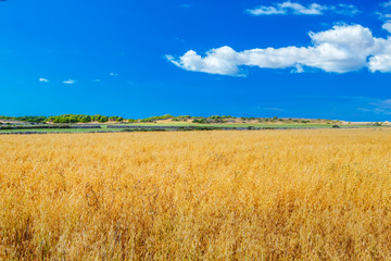 Menorca farmland landscape on sunny day, Spain.