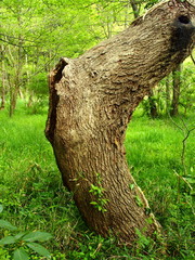 林の中の枯れ木