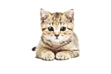 Fototapeta na wymiar Portrait of adorable kitten Scottish Straight, isolated on white background
