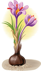 Plant crocus from which saffron is obtained.