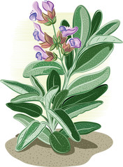 Branch of flowering sage