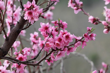 Beautiful blooming peach tree