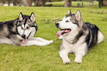 Alaskan Malamute Female Dogs Outdoors Portrait