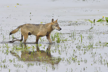 Fototapeta premium Europäischer Grauwolf in der Oberlausitz