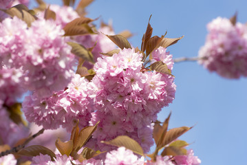 Springtime, pink flowers on a tree