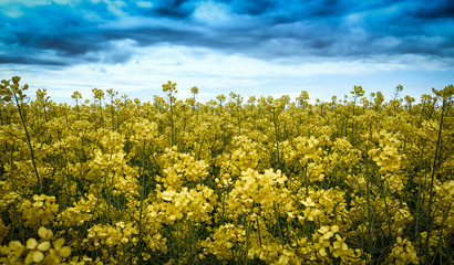 Gelbes Rapsfeld in Bl&uuml;te