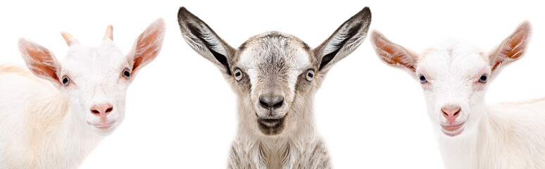 Three  goat, closeup, isolated on a white background