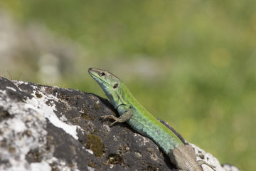 Naklejka na ściany i meble Italian Wall Lizard (Podarcis sicula) in the ancient ruins of Paestum, Italy