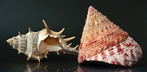 Close up beautiful colorful spiral conch shell and seashell of turban snail (Top Snail, Pyramid Snail) on black background. Macro, detail view. Summer concept.